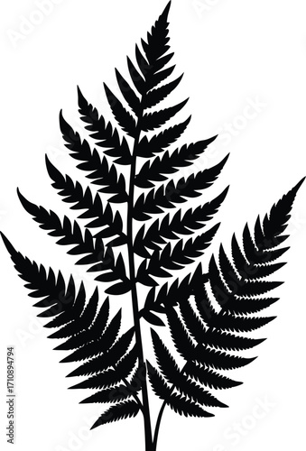 fern leaf isolated on white