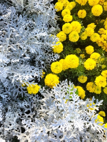 yellow flowers 
