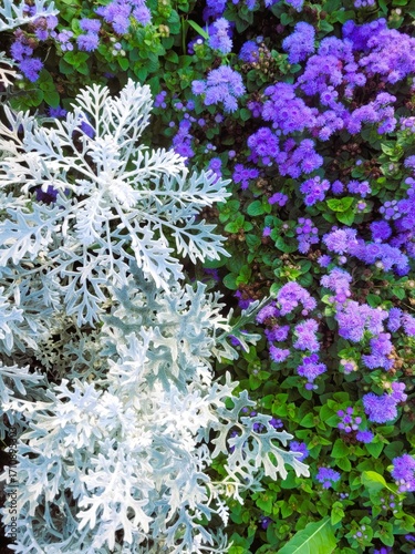 blue flowers in the garden