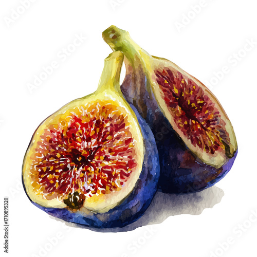 Watercolor vector illustration of Fig, isolated on white background.