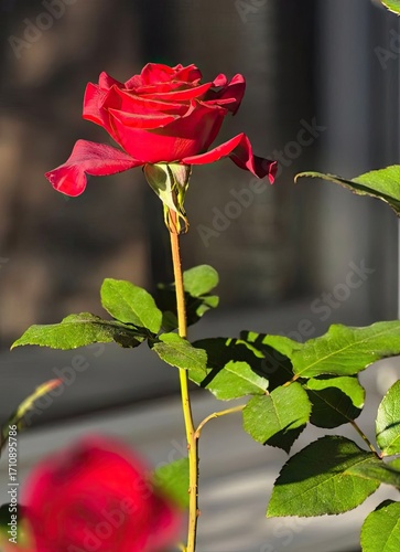 single red rose
