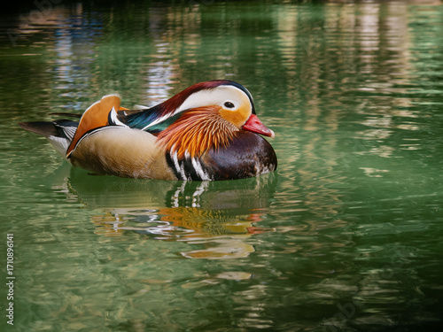 Pato mandarín nadando en aguas verdes