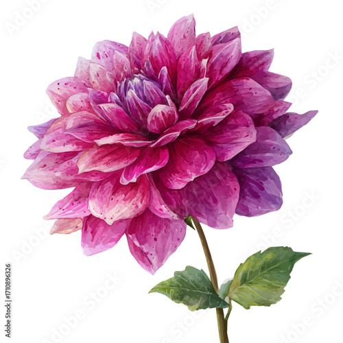 Dahlia Flower in watercolor style, vector illustration, isolated on white background.
