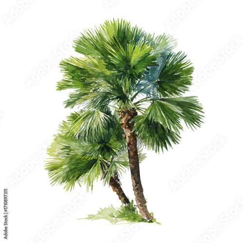 A watercolor painting of Fan Palm, vector illustration on white background.