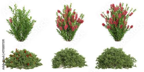 set of Banksia,callistemon plants on transparent background