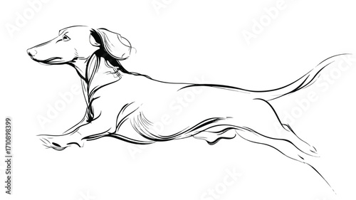 Playful Dachshund Dog in Motion Outline Running