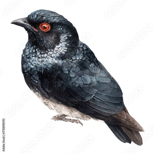 Watercolor vector illustration of Koel, isolated on white background.