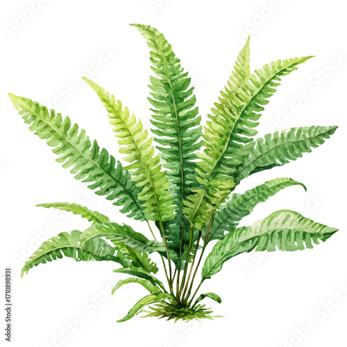 Watercolor vector illustration of Kimberly Queen Fern, isolated on white background.