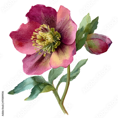 Hellebore Flower, watercolor painting, vector illustration, isolated on a white background.