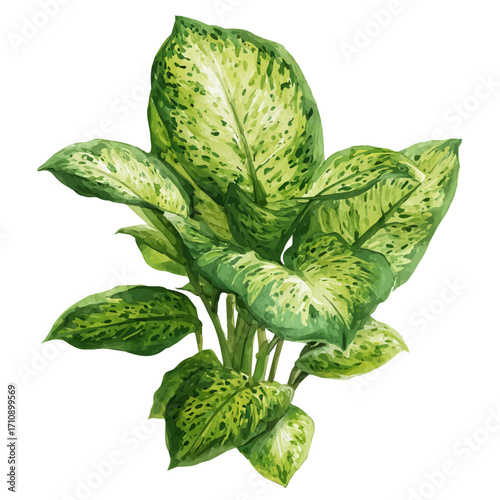 Dumb Cane in watercolor style, vector illustration, isolated on white background.