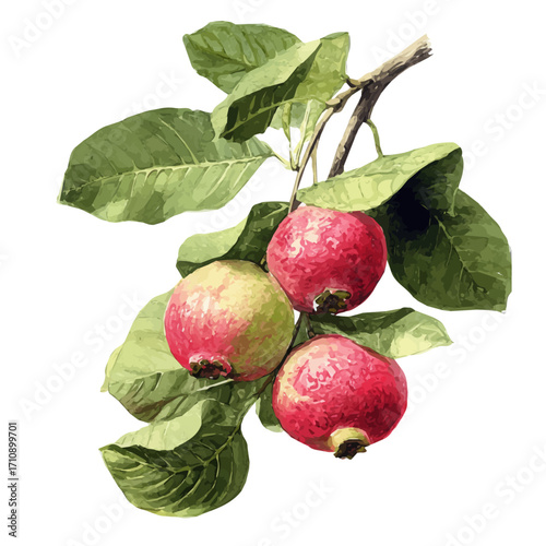Guava Tree, watercolor painting, vector illustration, isolated on a white background.