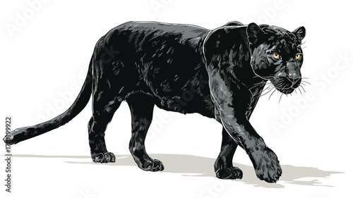 Sleek Panther Vector Illustration with Detailed Outline for Graphic Designers