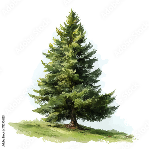 A watercolor painting of Fir Tree, vector illustration on white background.