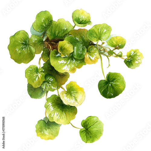 Watercolor vector illustration of Creeping Jenny, isolated on white background.