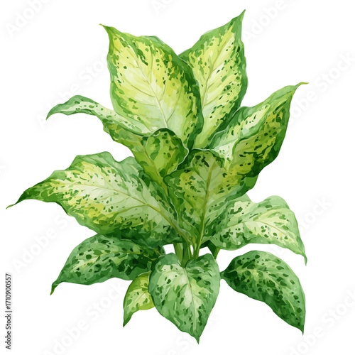 Dieffenbachia in watercolor style, vector illustration, isolated on white background.