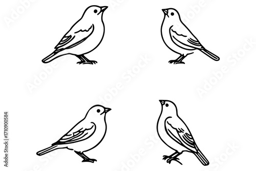 Wallpaper Mural Four line drawings of birds are arranged in a square pattern. Each bird is depicted in a side profile Torontodigital.ca