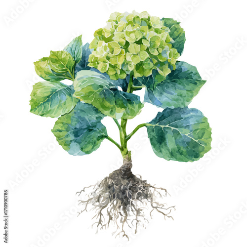 A watercolor painting of Hydrangea Root, vector illustration on white background.