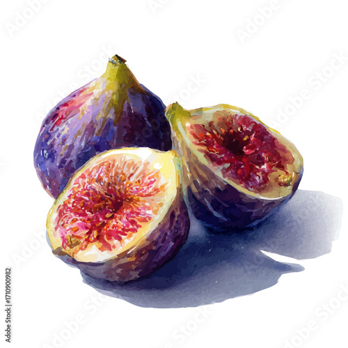 Fig in watercolor style, vector illustration, isolated on white background.