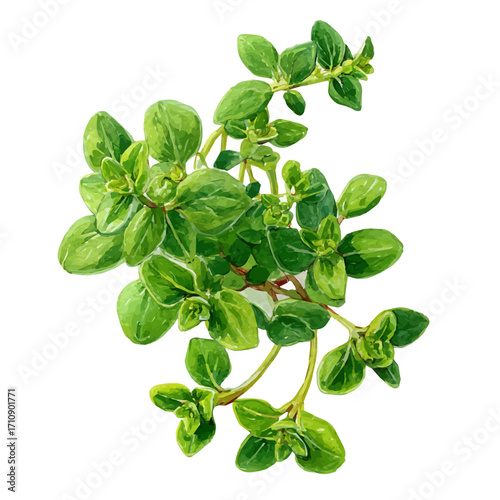 Garden Thyme in watercolor style, vector illustration, isolated on white background.