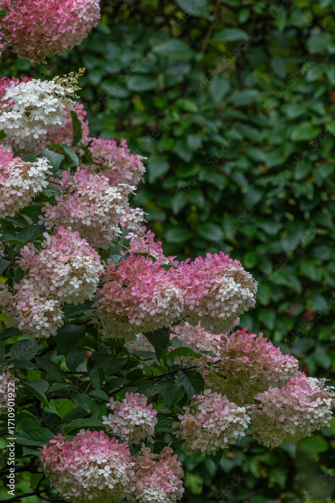 Obraz premium Hydrangeas in the garden. Large hydrangeas flowers.