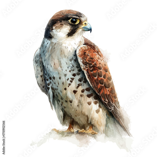 Falcon in watercolor style, vector illustration, isolated on white background.