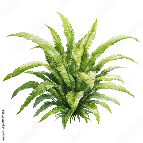 Kimberly Queen Fern, watercolor painting, vector illustration, isolated on a white background.