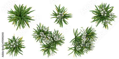 set of dietes,hymenocallis plants on transparent background from the top view