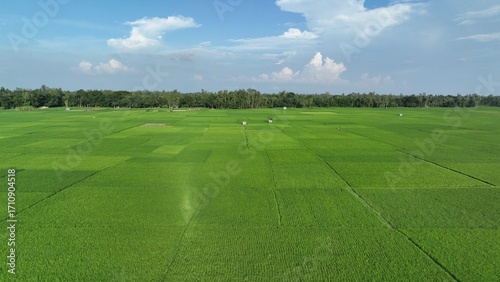 Vast Green Rice Paddy Field in Rural Bangladesh – Aerial Landscape photo