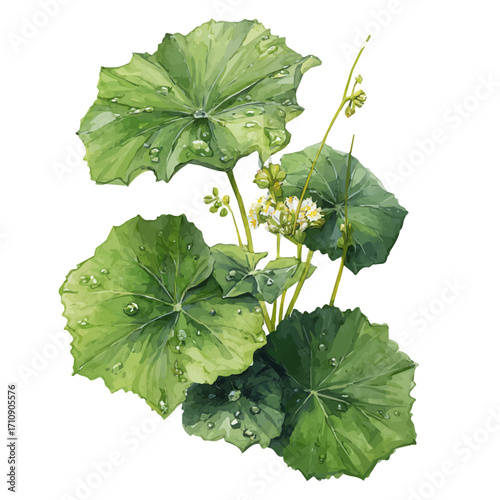 Ladys Mantle in watercolor style, vector illustration, isolated on white background.