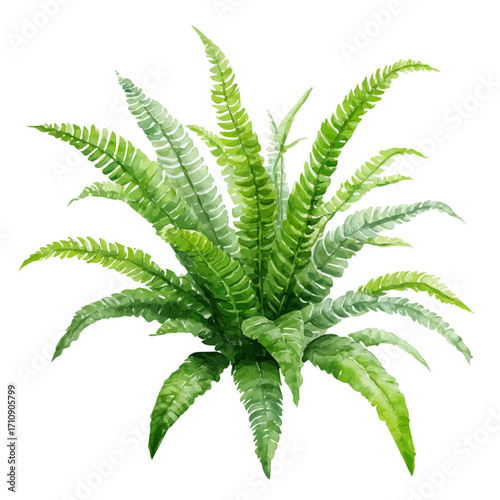 Kimberly Queen Fern in watercolor style, vector illustration, isolated on white background.