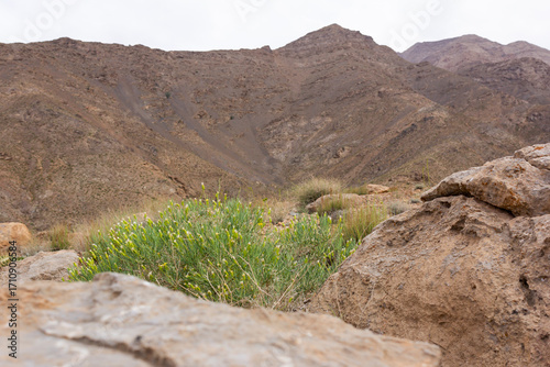 Discover the rugged beauty of Taft's desert mountains with vibrant yellow wildflowers blooming among ancient rocks. Perfect for nature lovers and travel enthusiasts.