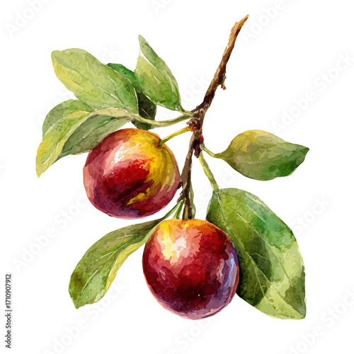 Watercolor vector illustration of Jujube, isolated on white background.