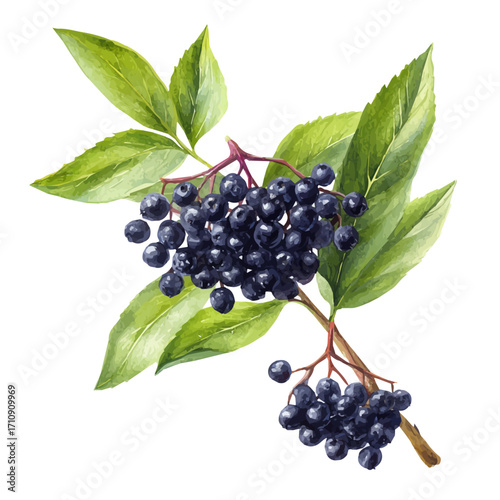 Elderberry, watercolor painting, vector illustration, isolated on a white background.