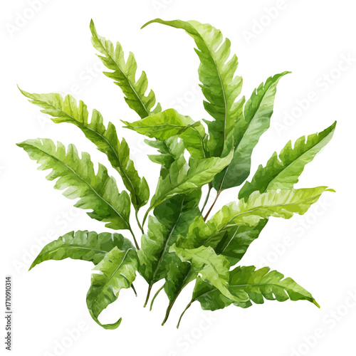 Kimberly Queen Fern, watercolor painting, vector illustration, isolated on a white background.