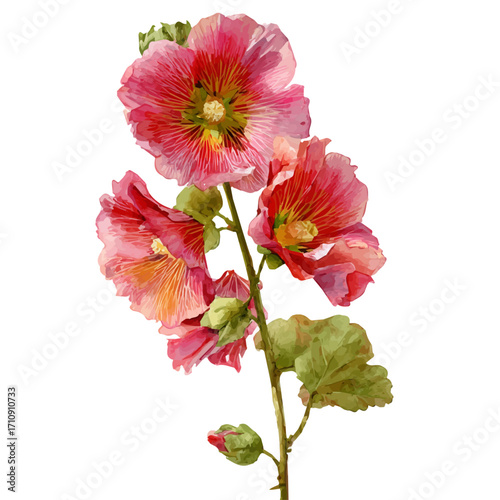 A watercolor painting of Hollyhock Flower, vector illustration on white background.