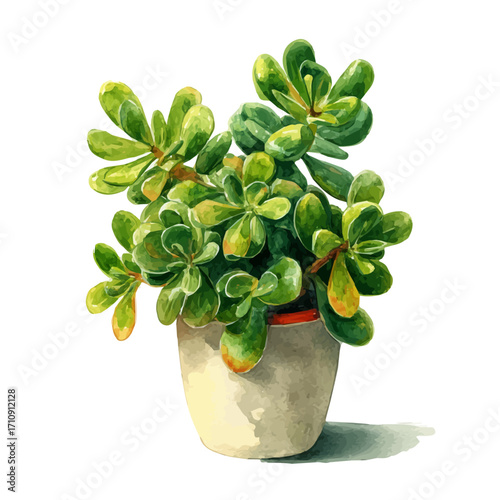 Watercolor vector illustration of Jade Plant, isolated on white background.