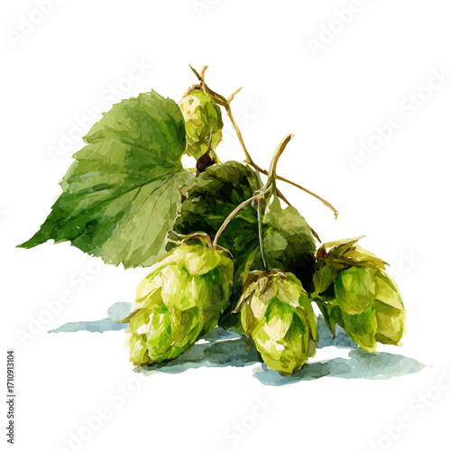 A watercolor painting of Hops, vector illustration on white background.