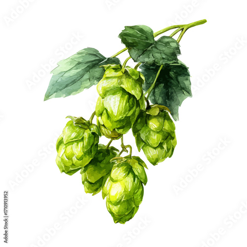 A watercolor painting of Hops, vector illustration on white background.