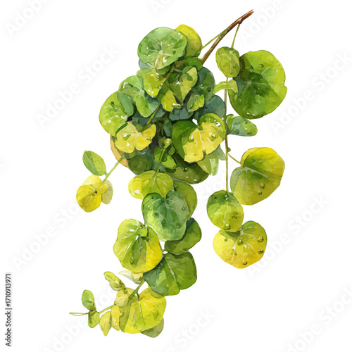 Watercolor vector illustration of Creeping Jenny, isolated on white background.