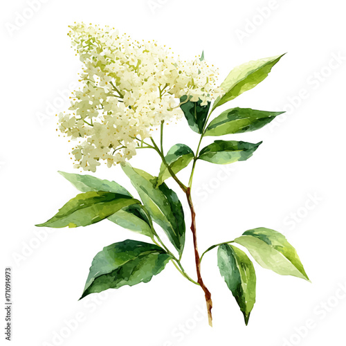 Watercolor vector illustration of Elder Flower, isolated on white background.