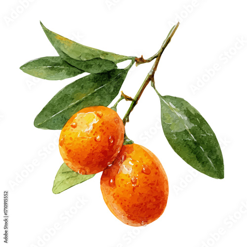 A watercolor painting of Kumquat, vector illustration on white background.