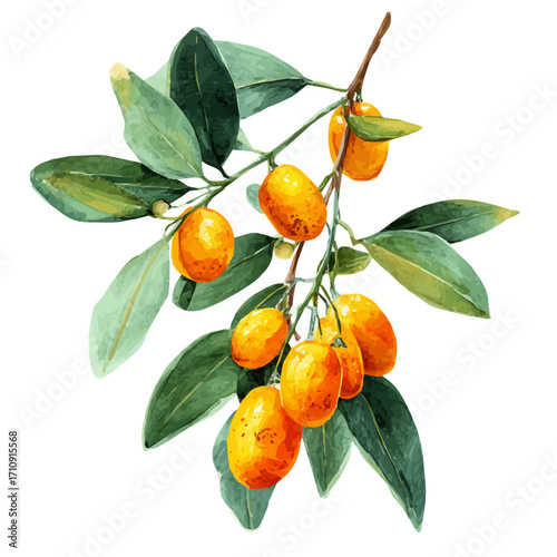 Kumquat, watercolor painting, vector illustration, isolated on a white background.