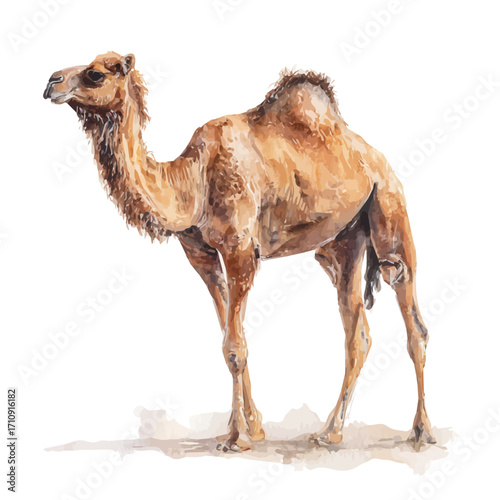 Watercolor vector illustration of Dromedary, isolated on white background.