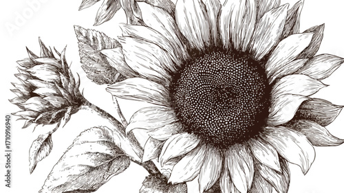 Detailed Engraving Style Vector Illustration of Antique Design Elements