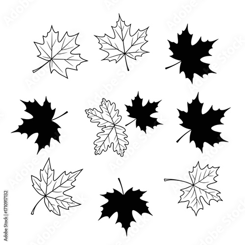 Vector art of a collection of maple leaf illustrations, showcasing various shapes and styles in both outline and silhouette form