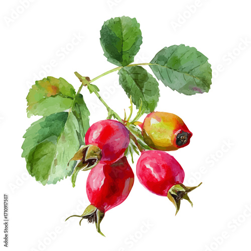 Dog Rose Hip, watercolor painting, vector illustration, isolated on a white background.