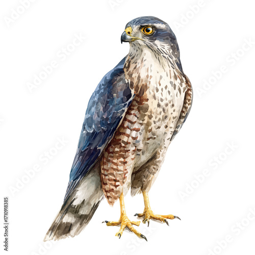 Goshawk in watercolor style, vector illustration, isolated on white background.