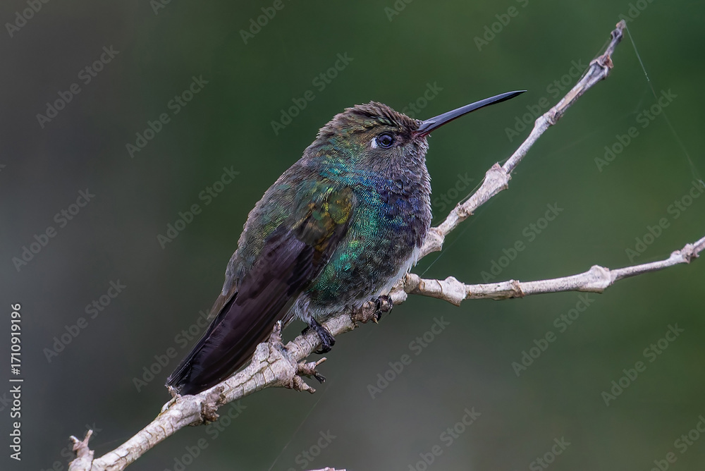 Fototapeta premium hummingbird perched