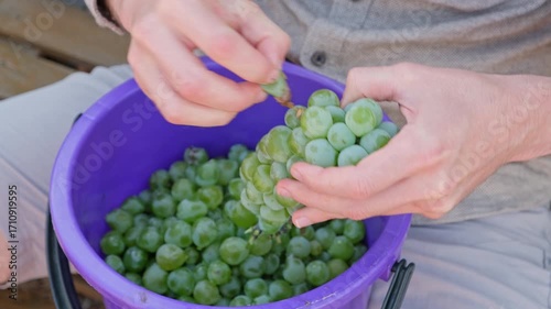 Close up shot of a man manually destemming grapes, putting fruits in a bucket. The part of a process of making wine at home.
