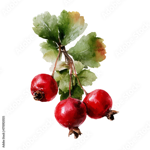Hawthorn Berry, watercolor painting, vector illustration, isolated on a white background.